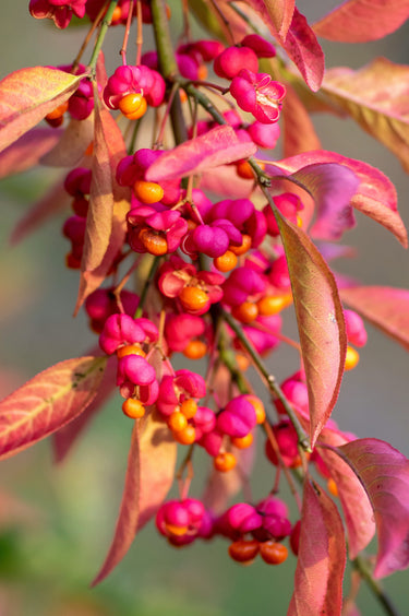 25 EUROPEAN SPINDLE TREE Euonymus Europaeus Spindletree Pink & Orange Flower Shrub Seeds